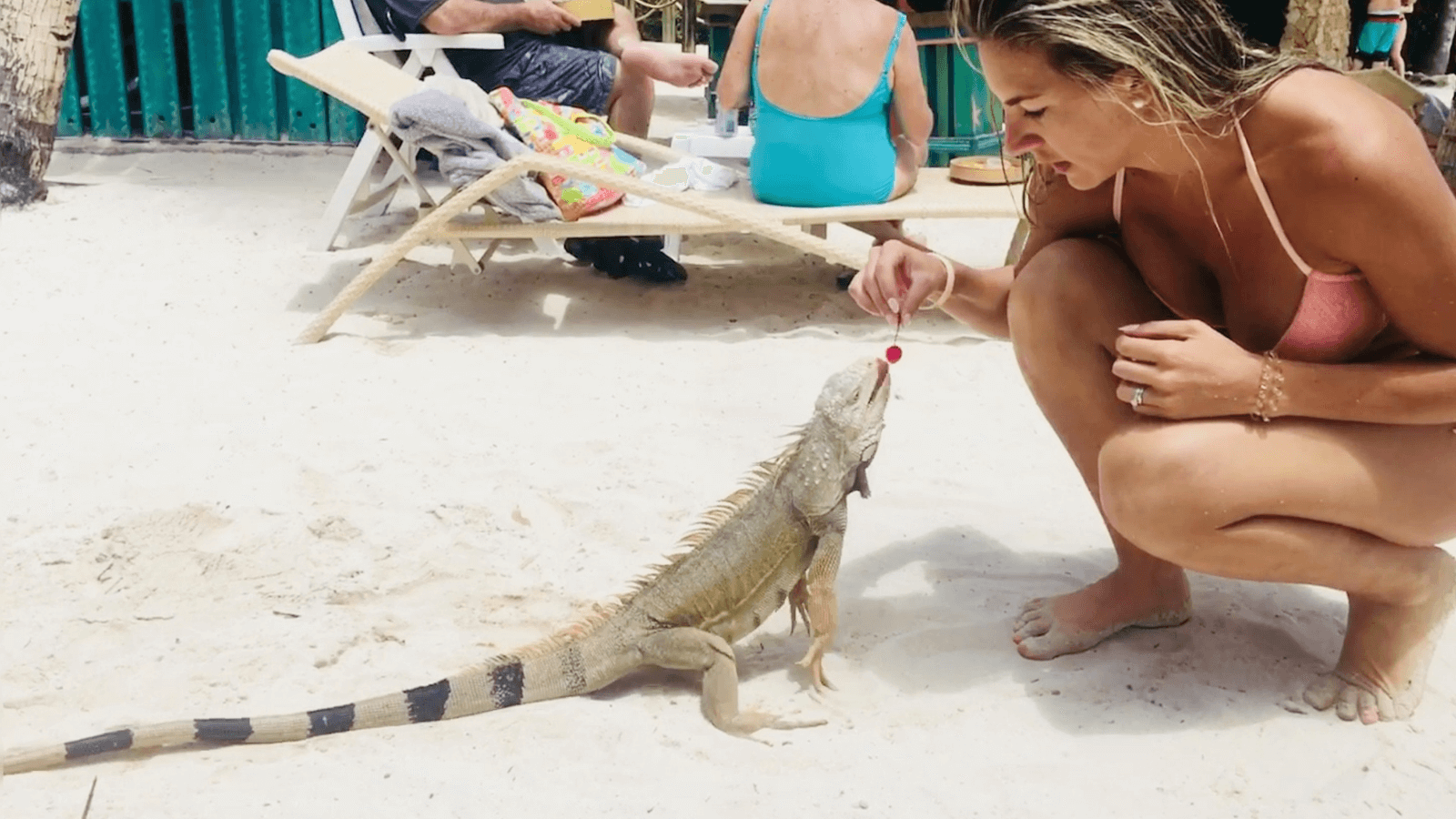 Iguana-beach-flamingo-beach-aruba